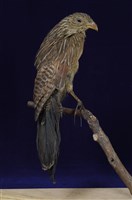 藏品(番鵑)的圖片